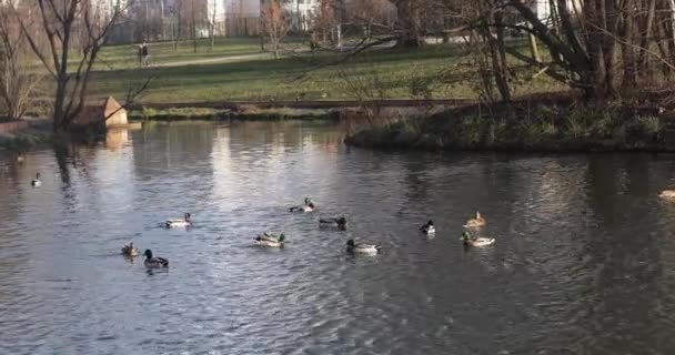 秋天在一个城市池塘里的鸭子 — 图库视频影像