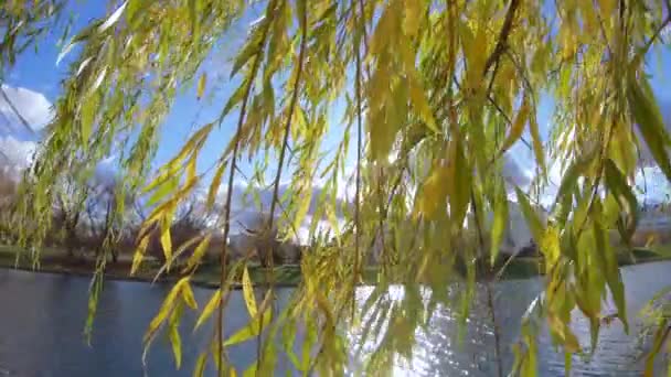 Retour soleil dans les branches de saule — Video