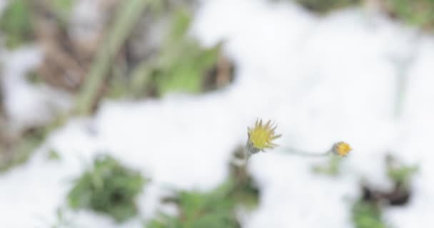 Diente de león bajo nieve caída — Vídeos de Stock