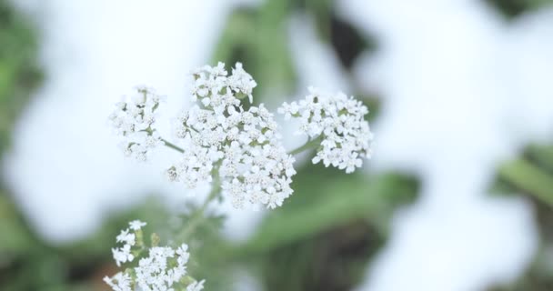 Yarrow on a background — Stock Video