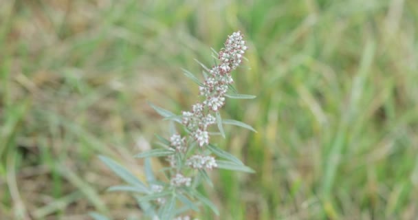 Common wormwood Chernobyl — Stock Video