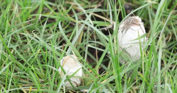 Coléoptère des bouses de champignons blancs 