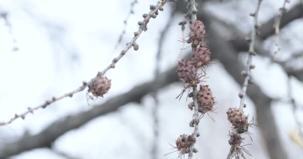 Spruce üzerinde kuru koniler — Stok video