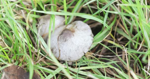 Knoedels champignons in het gras — Stockvideo