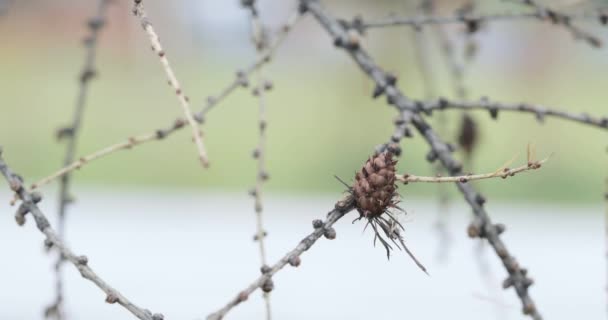 Conos secos en abeto — Vídeo de stock