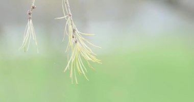 Spruce üzerinde kuru koniler