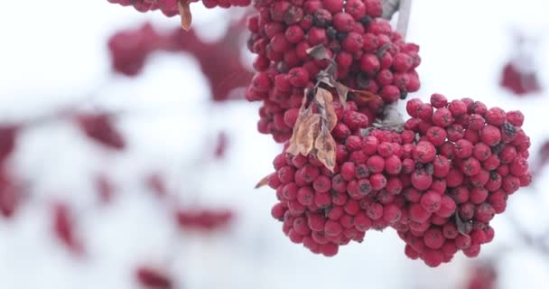 Rote Eberesche und Schnee — Stockvideo