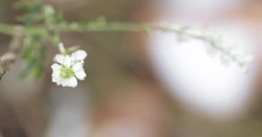 Melilotus melilotus albus medicus