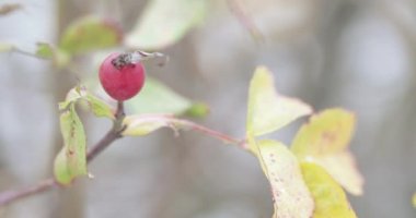 Olgun gül ağacı ve kar