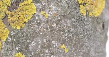 Xanthoria paritina sarısı