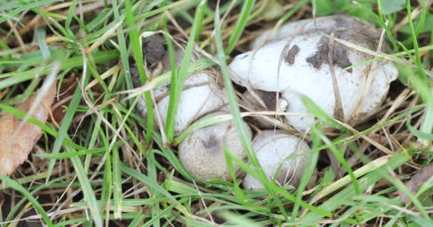 Knoedels champignons in het gras — Stockvideo