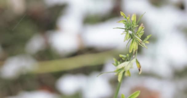 Leaves of bedstraw marsh — Stock Video