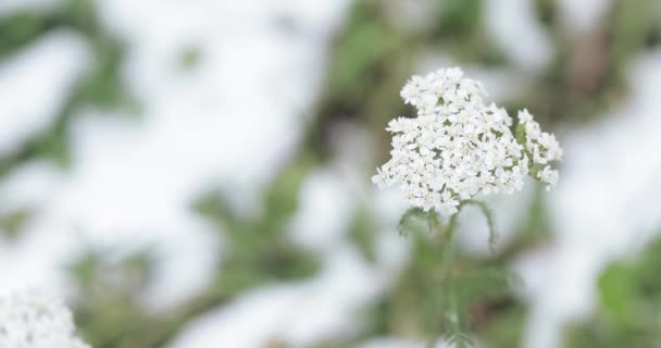 Yarrow op een achtergrond — Stockvideo