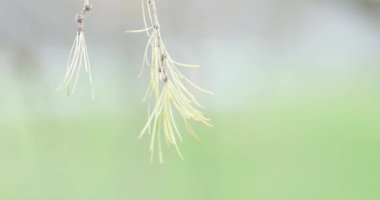 Spruce üzerinde kuru koniler