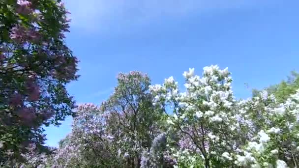 Giardino lilla a Mosca — Video Stock