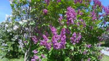 Moskova'da leylak Bahçe