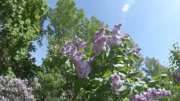 Lila trädgård i Moskva — Stockvideo