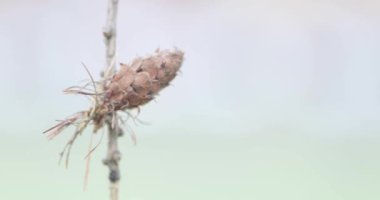 Spruce üzerinde kuru koniler