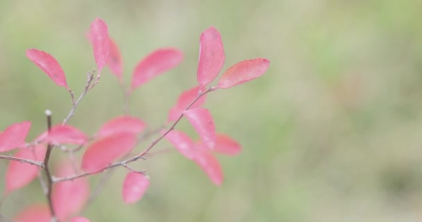 Folhas vermelhas de um arbusto — Vídeo de Stock