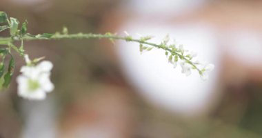 Melilotus melilotus albus medicus