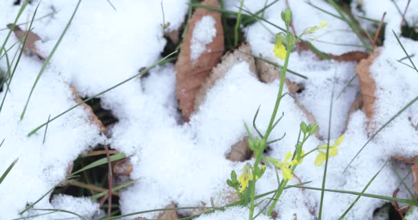 黄色の繊細な花と雪 — ストック動画