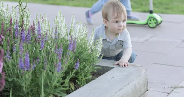 A child near a flower bed — Stock Video
