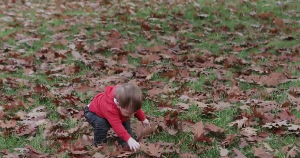 Erhebt sich und geht spazieren — Stockvideo