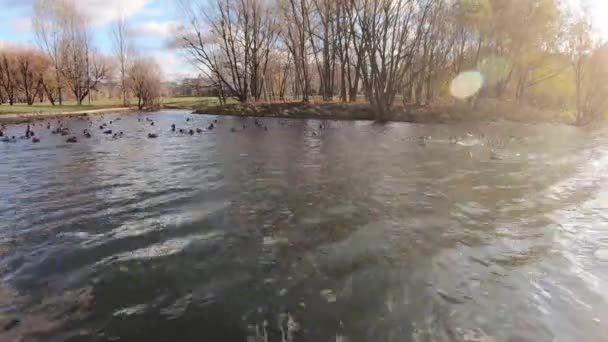 Enten im Herbst auf einem Stadtweiher — Stockvideo