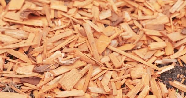 Colored wood chips — Stock Video