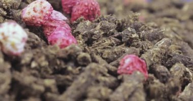 Ivan-çay çilek ile