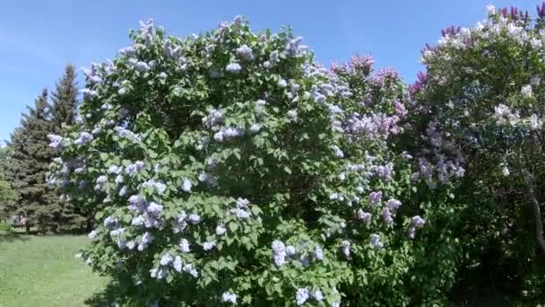 Jardin de lilas à Moscou 