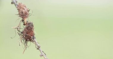 Spruce üzerinde kuru koniler
