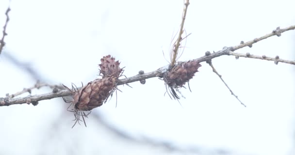 Droge kegels op sparren — Stockvideo