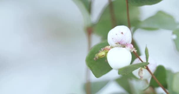 Frukt och bär Snövit laevigatus — Stockvideo