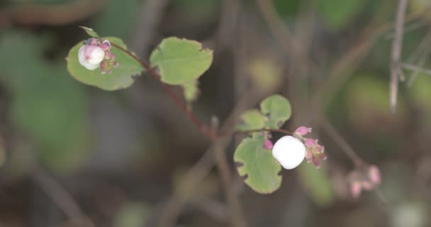 Fruits snow-white laevigatus — Stock Video