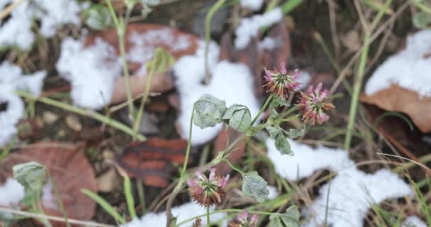 Clover flower and snow — 图库视频影像