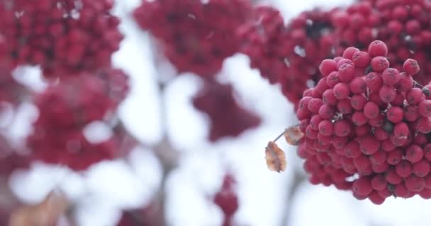 Ceniza roja de montaña y nieve — Vídeos de Stock