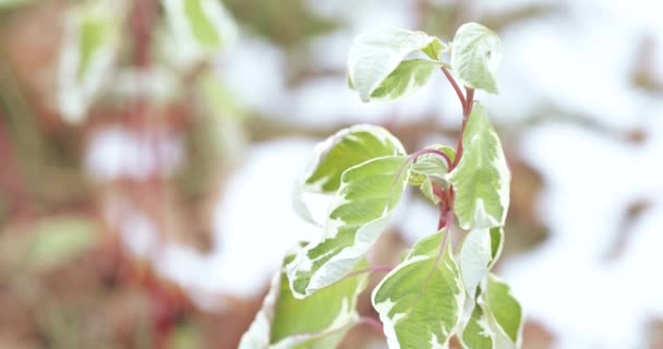 Folhas de ficus iren barroco — Vídeo de Stock