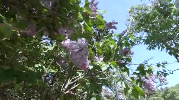 Jardin de lilas à Moscou 