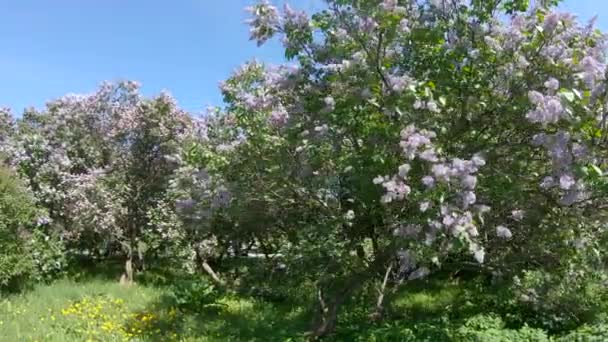 Giardino lilla a Mosca — Video Stock