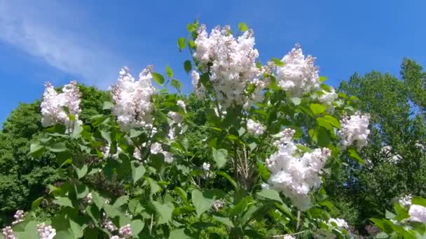 Jardín lila en Moscú — Vídeos de Stock