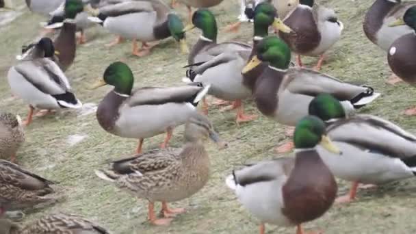 Patos em um inverno de lagoa de cidade — Vídeo de Stock