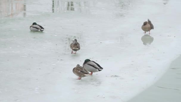 Anatre su uno stagno di città inverno — Video Stock