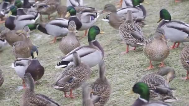 Los patos sobre el estanque de la ciudad el invierno — Vídeo de stock