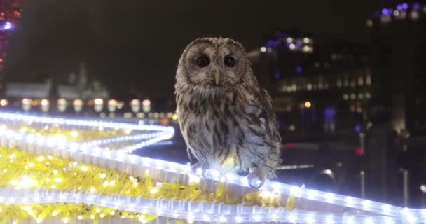 Hibou fait main pour la photographie — Video