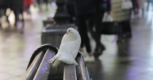 Pigeons pour la photographie — Video