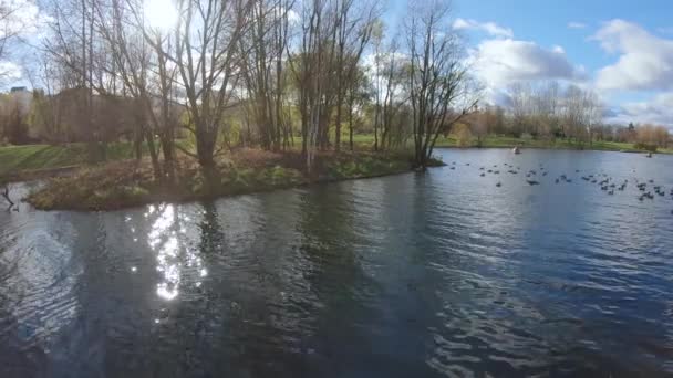 Eine Insel im Teich — Stockvideo