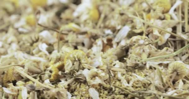 Chamomile drug bulk — Stock Video