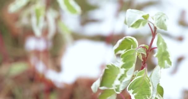 Листья фикуса ирена барокко — стоковое видео