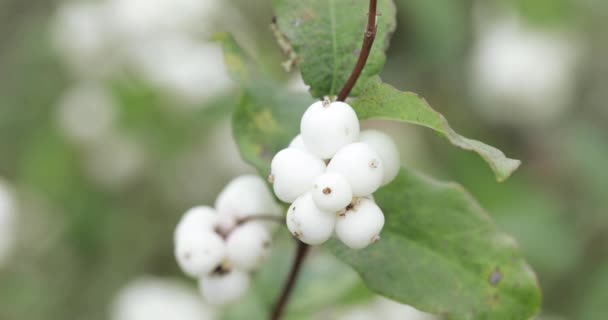 Frutas blancas como la nieve laevigatus — Vídeos de Stock